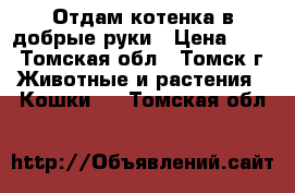 Отдам котенка в добрые руки › Цена ­ 10 - Томская обл., Томск г. Животные и растения » Кошки   . Томская обл.